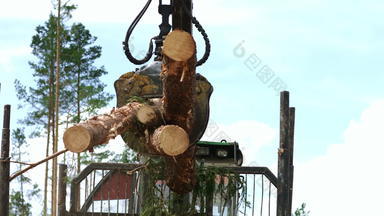 工作木处理工厂松树日志砍伐日志记录木材行业